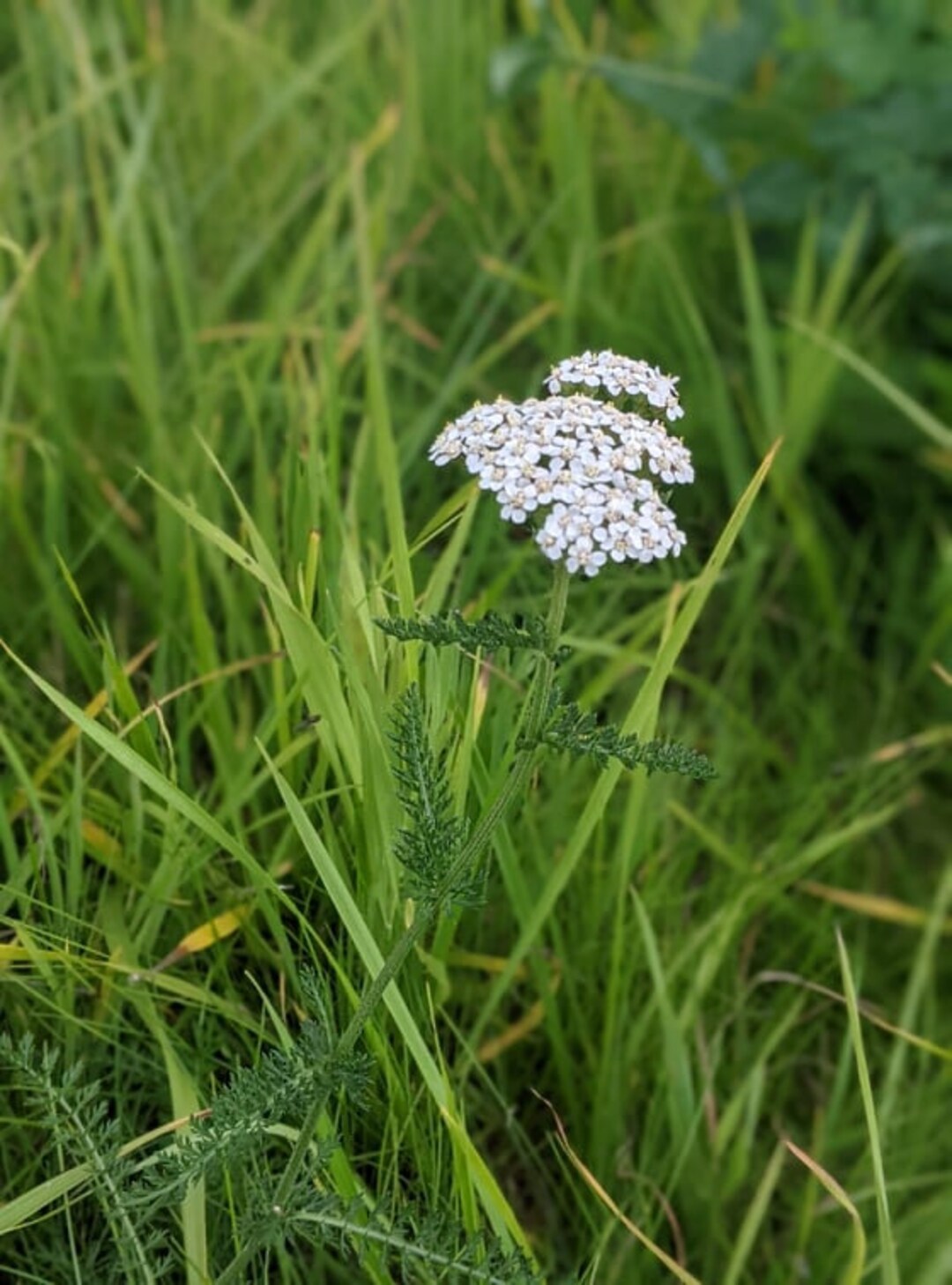 10 Yarrow Plants, Achillea Millefolium, Bare Root, Organic, Natural ...