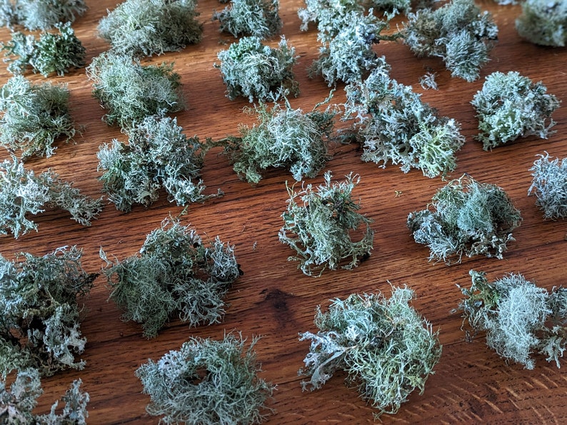May include: A collection of dried, light green and gray lichen arranged on a wooden surface. The lichen has a textured, branching appearance, with varying shades of green and gray. The wooden surface has a warm, brown tone.