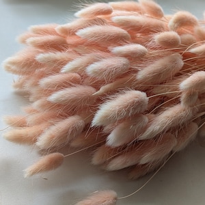 May include: A bundle of dried bunny tail grass in shades of peach and white. The fluffy, soft texture of the grass is visible in this close-up shot. The stems are thin and delicate, creating a natural, airy aesthetic. Perfect for home decor or floral arrangements.