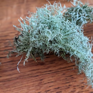 May include: Close-up of light green, textured lichen with a complex, branching structure. The lichen has a soft, almost fuzzy appearance and is set against a warm, brown wooden surface. The image highlights the natural, organic details of the plant.