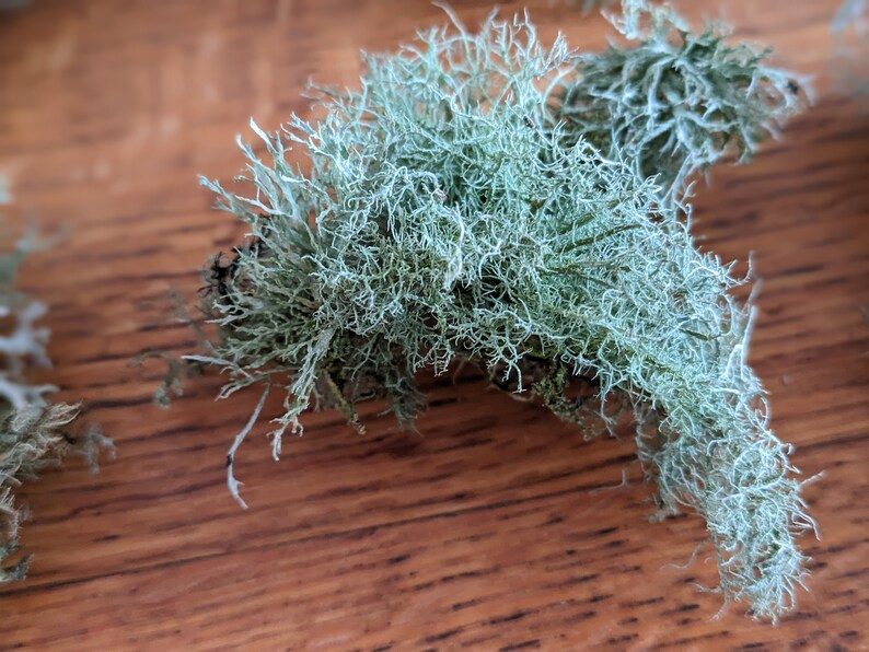 May include: Close-up of light green, textured lichen with a complex, branching structure. The lichen has a soft, almost fuzzy appearance and is set against a warm, brown wooden surface. The image highlights the natural, organic details of the plant.
