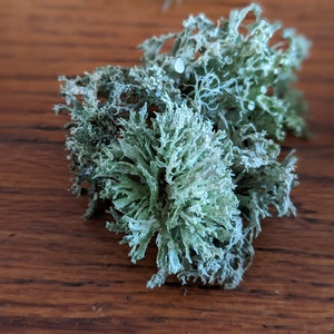 May include: Close-up of dried, light green lichen with a textured, branching appearance. The lichen is clustered together, with some pieces scattered on a dark wood surface. The natural, organic texture is visible.
