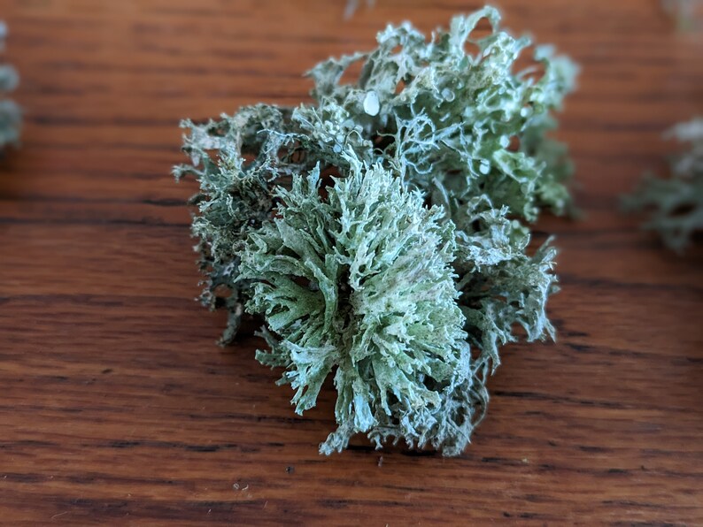 May include: Close-up of dried, light green lichen with a textured, branching appearance. The lichen is clustered together, with some pieces scattered on a dark wood surface. The natural, organic texture is visible.