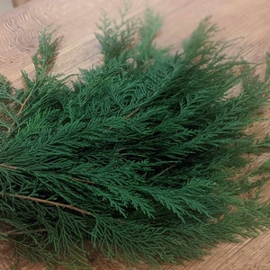 Freshly cut Cypress foliage, 25 pcs, wreath making, garlands, festive foliage, Christmas greenary, natural decorations