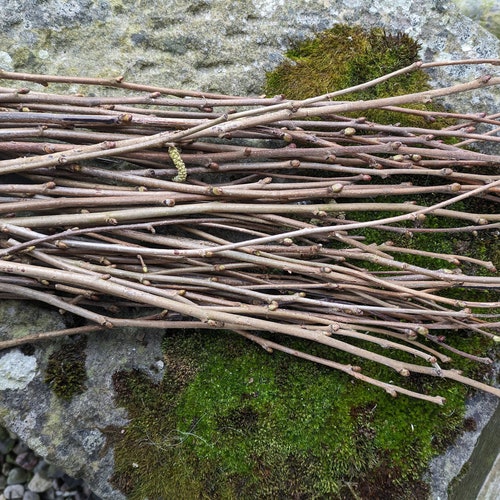 Natural Hazel Whips, Thin Hazel Wood Sticks, Natural Crafts, Floristry, Vase Filler, Green Hazel Wood Stems, Straight Hazel Branches