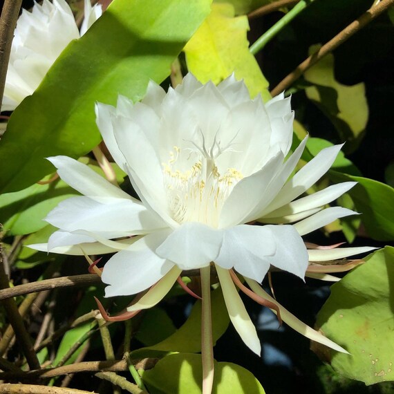 Epiphyllum Oxypetalum Reine De La Nuit Epiphyllum Pot 4in Etsy France