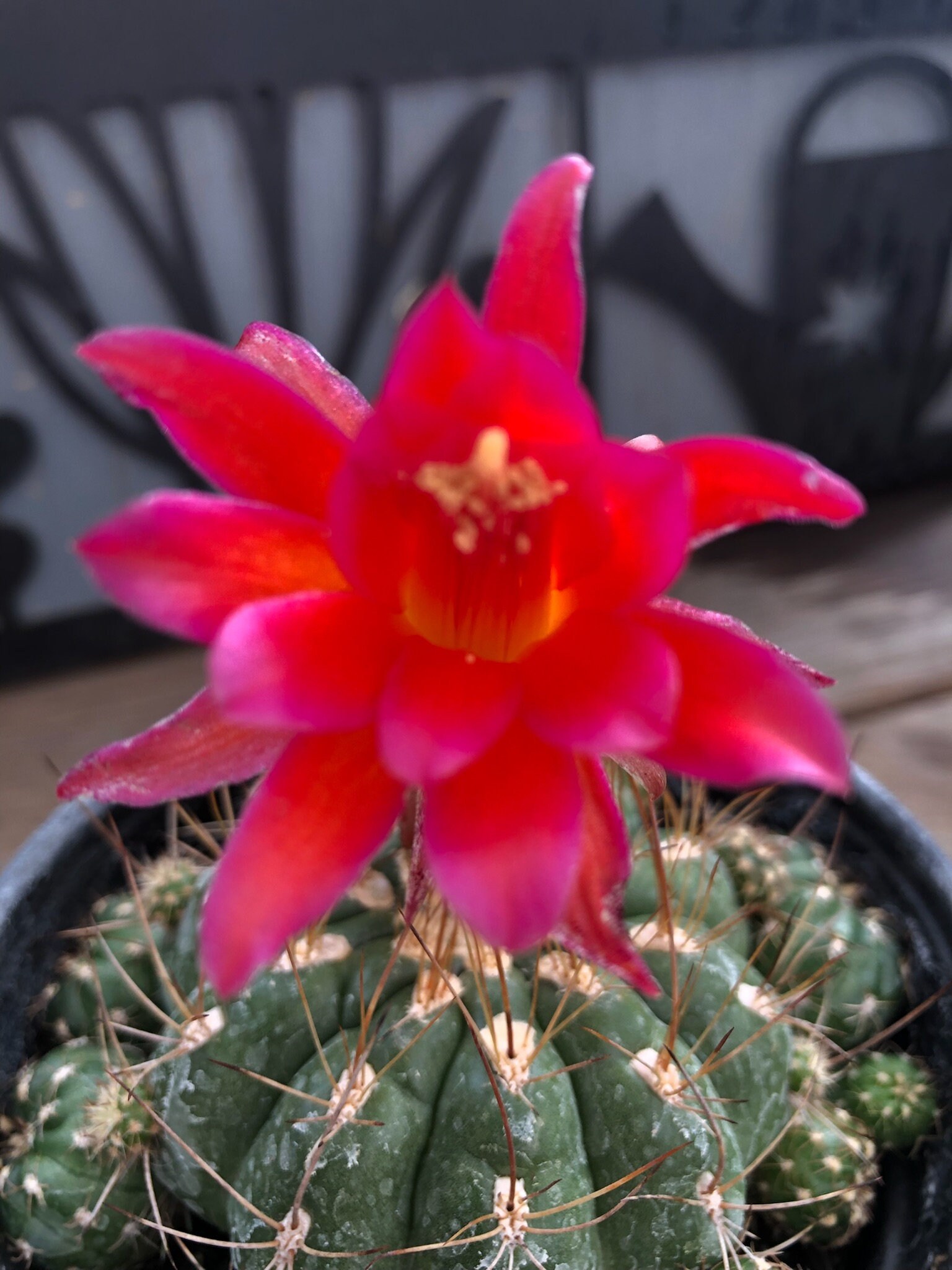 Spiny Pincushion Cactus Chin Cactus Live Cactus Plant Etsy