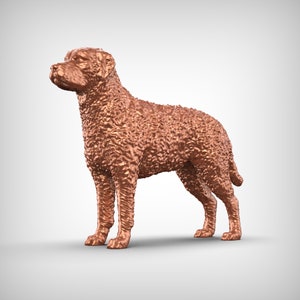 Curly-Coated Retriever Dog 3D Print Model Pose 02