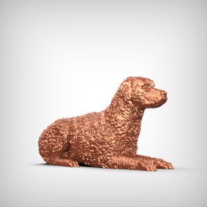 Curly-Coated Retriever Dog 3D Print Model Pose 07