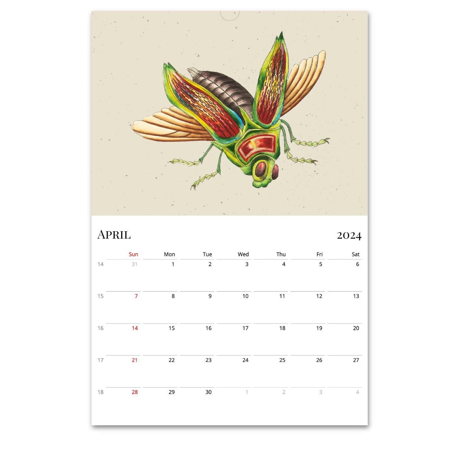 2024 Wall Calendar, Beetles Calendar, Bugs Calendar, Entomology