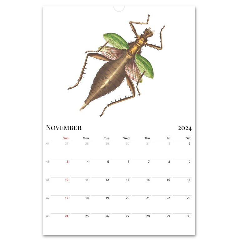 2024 Calendar, Insect Wall Calendar, Mid Year Calendar, Bugs Calendar
