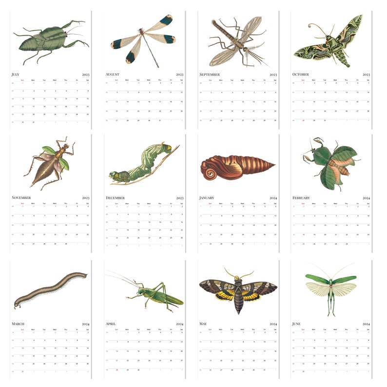 2023 2024 Calendar Insect Wall Calendar Mid Year Calendar Etsy