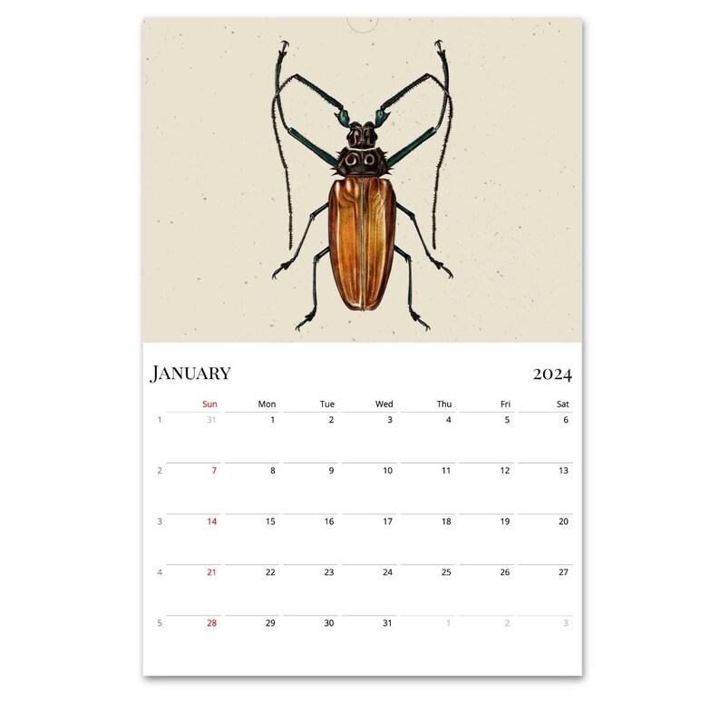 2024 Wall Calendar, Beetles Calendar, Bugs Calendar, Entomology
