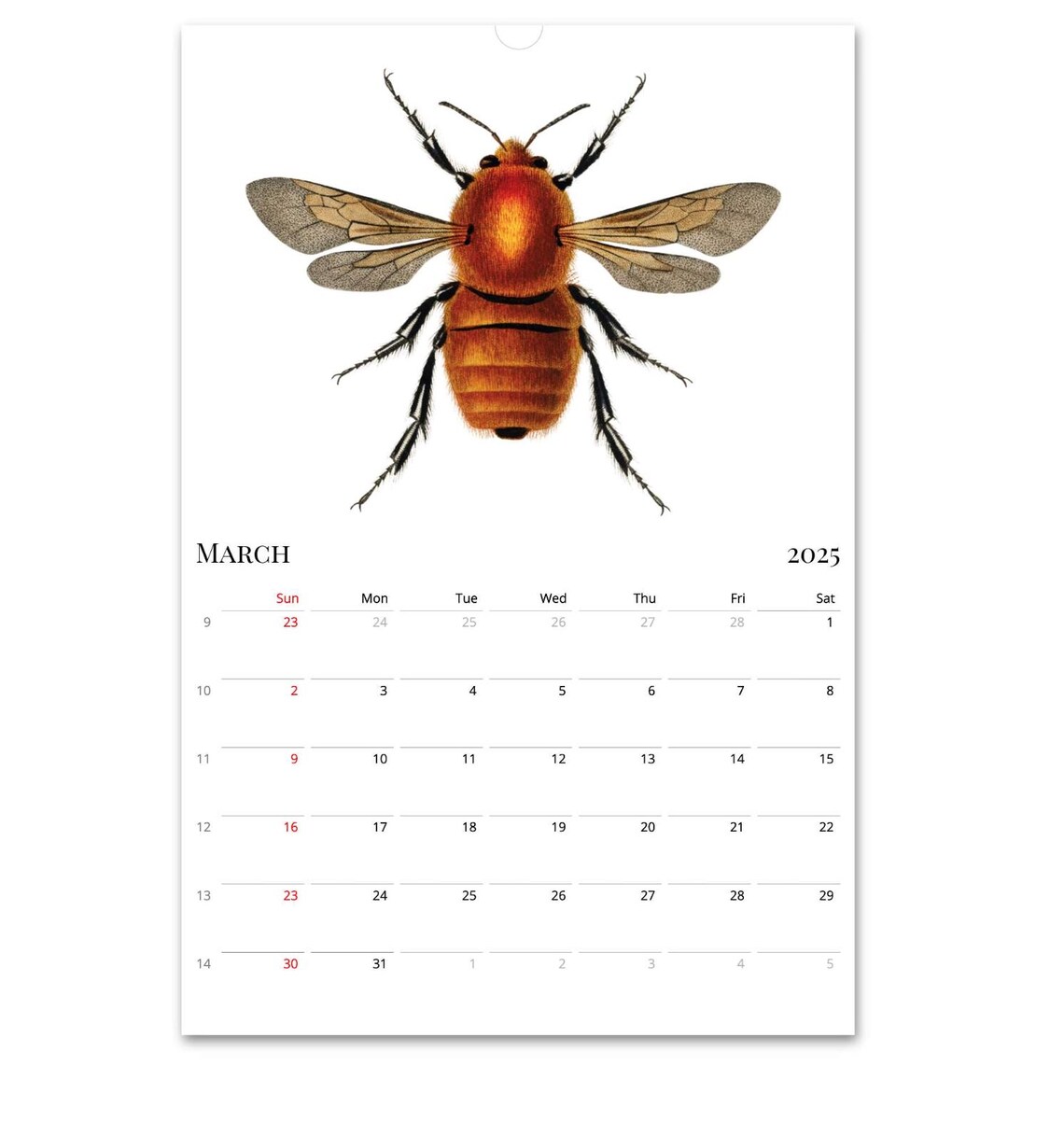 2026 2027 Wall Calendar, Insect Calendar, Bugs Calendar, Entomology ...