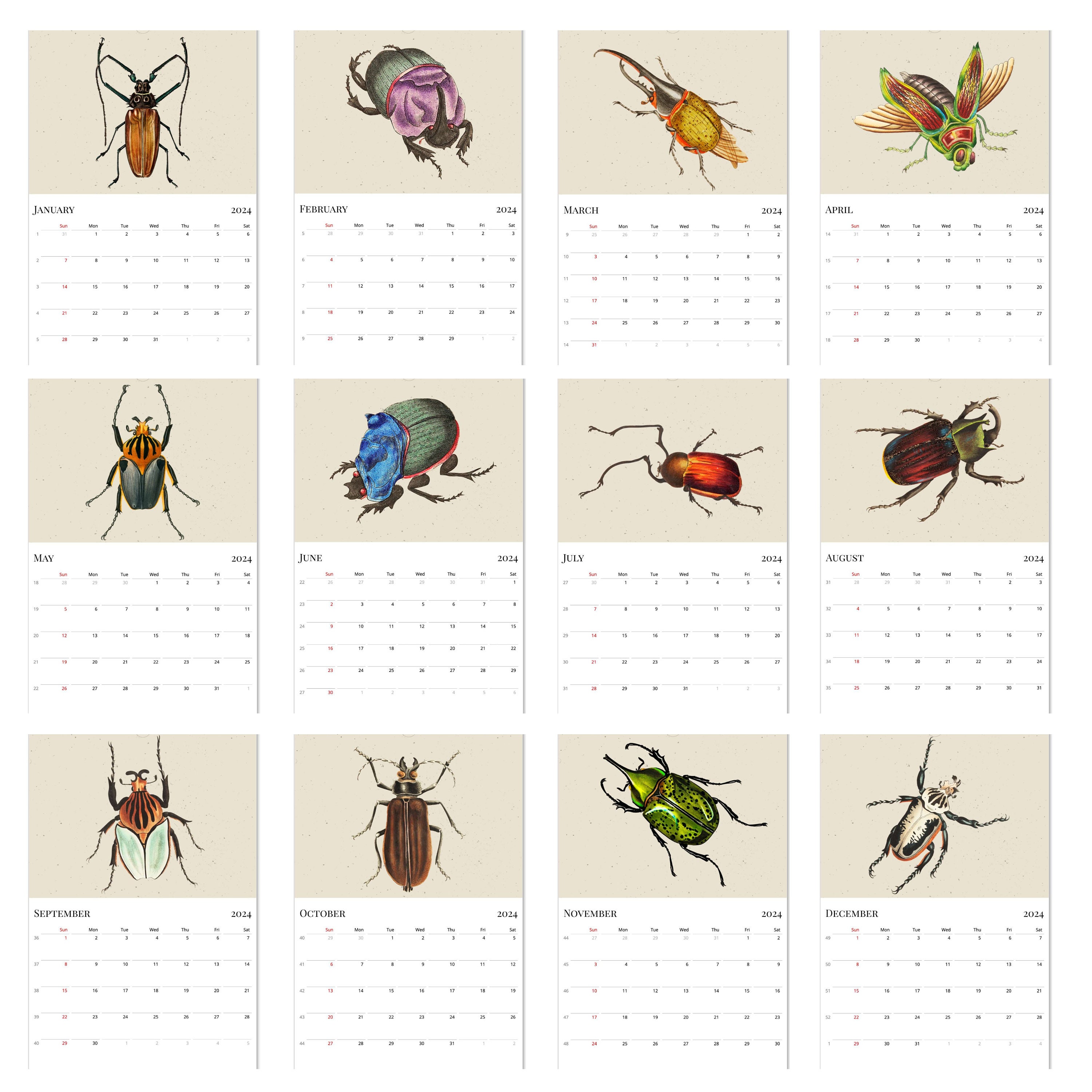 2024 Wall Calendar, Beetles Calendar, Bugs Calendar, Entomology