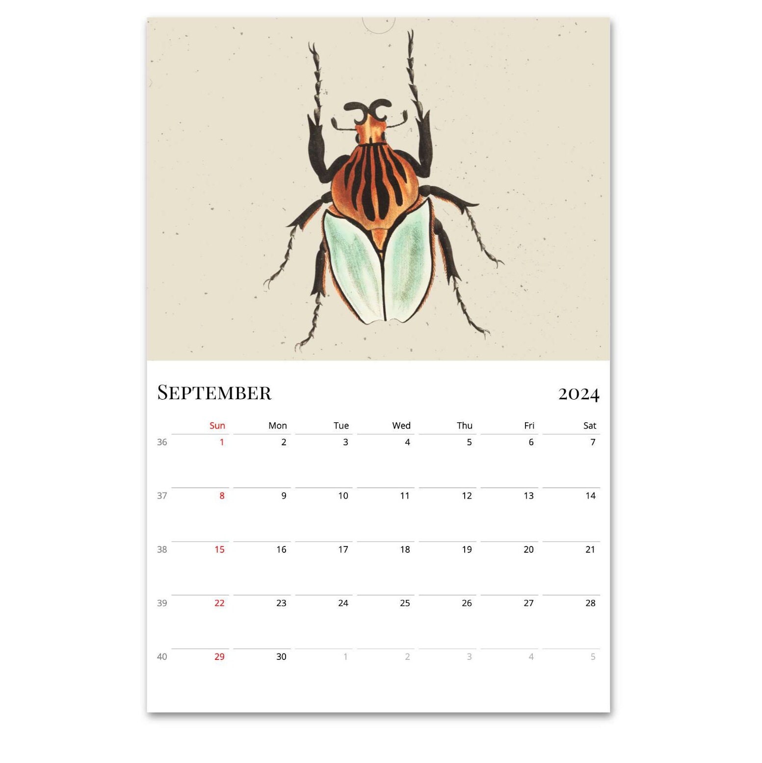 2024 Wall Calendar, Beetles Calendar, Bugs Calendar, Entomology