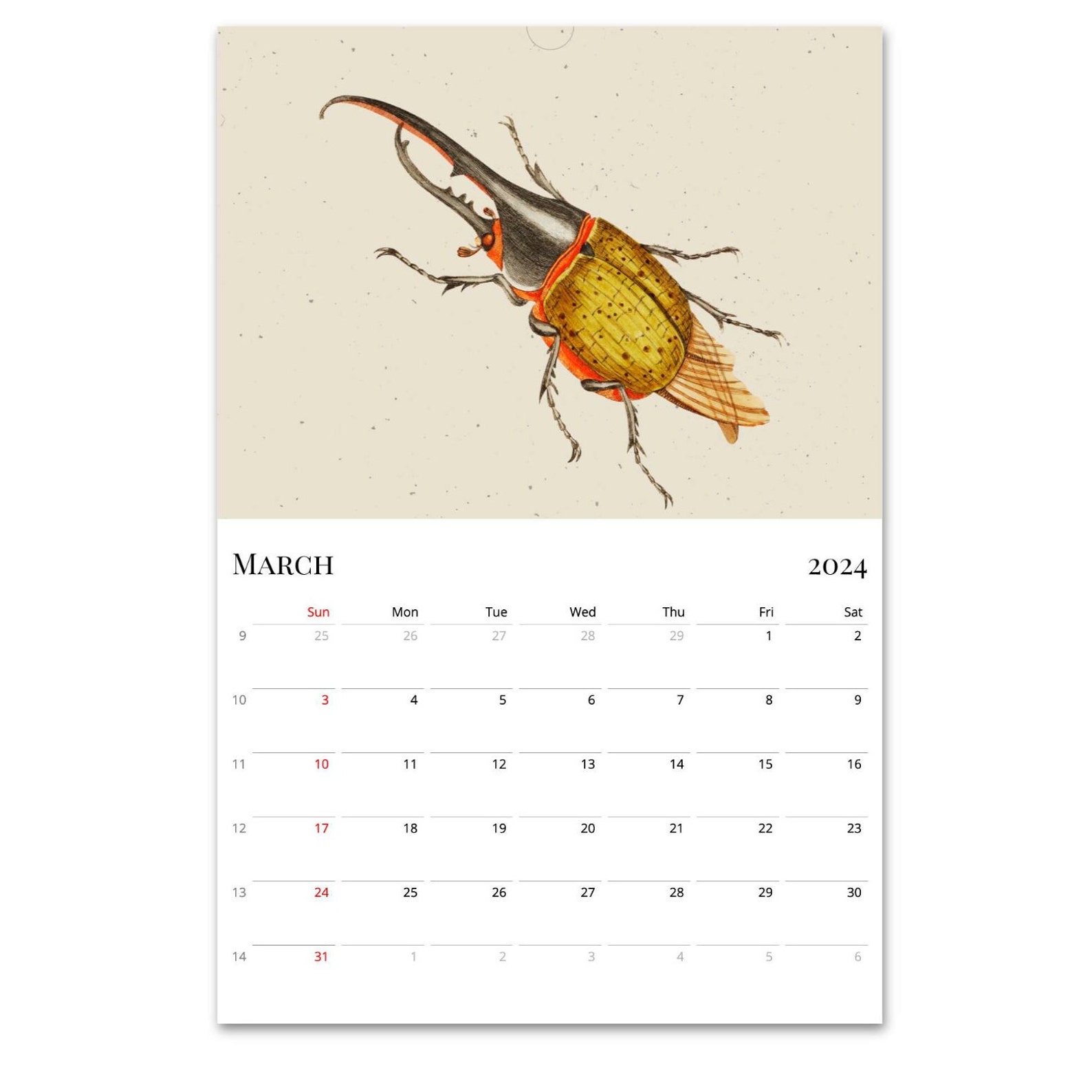 2024 Wall Calendar, Beetles Calendar, Bugs Calendar, Entomology