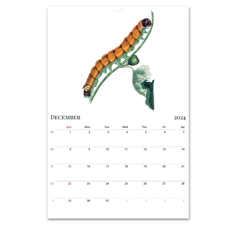 2024 Wall Calendar, Insect Calendar, Bugs Calendar, Entomology Calendar