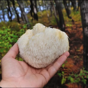 10ML Lions Mane Liquid Culture