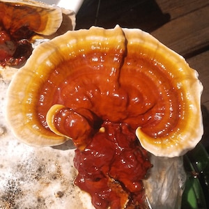 10ML Reishi Mushroom Liquid Culture