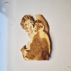 Silverberry Tree Wood Slab | Raw edge wood slab | Wood slab | Live edge slab unfinished | Wood Burl | Tree slice