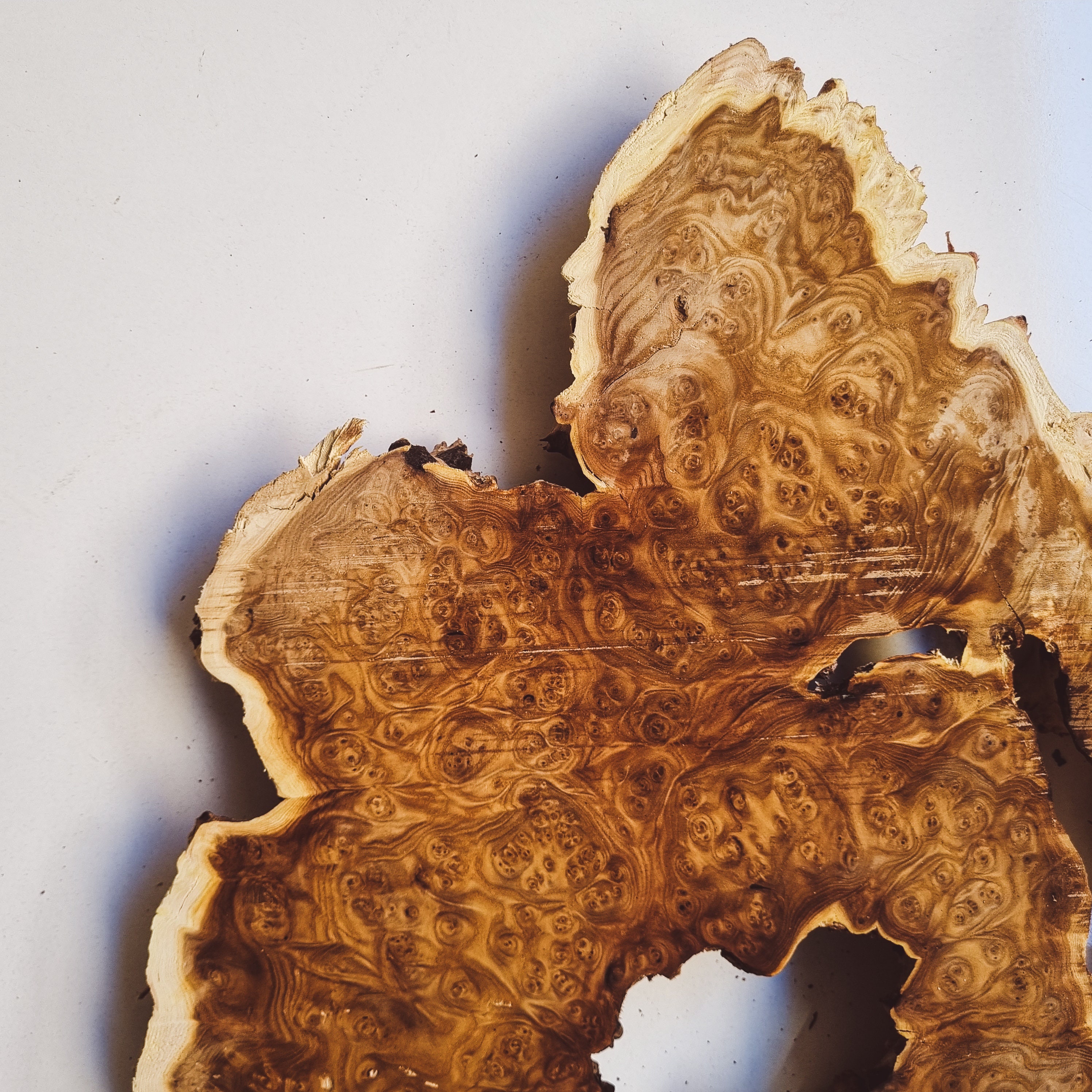 Silverberry Burl Wood, Silverberry Slab Cap, Live Edge Wood, Dried Burl ...