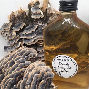 May include: A clear glass bottle with a black lid and a white label that reads "Herbal Heart Organic Turkey Tail Tincture". The bottle is sitting on a piece of wood with a brown and gray mushroom.