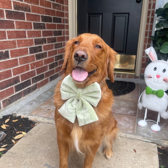 Hundehalsband Ostern Größe L – Mit Schlaufe Für Marke & Leine, Für Hunde