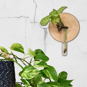 May include: A potted plant with variegated leaves is displayed in a glass tube attached to a wooden wall mount. The mount is circular and has a natural wood finish.
