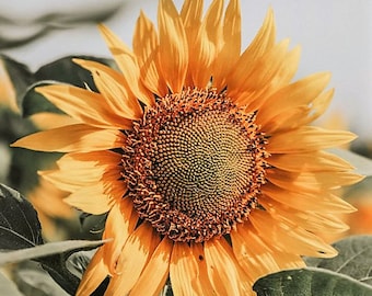 Peach Passion Sunflower 25 Seeds