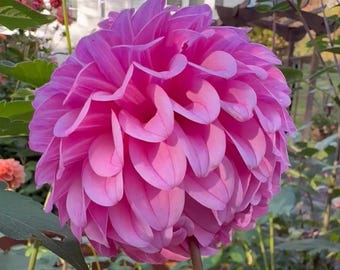 Glenmarc Connie Dahlia Tuber