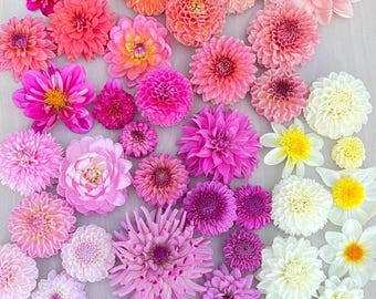 May include: A collection of pink, white, and orange dahlia flowers arranged in a gradient pattern. The flowers are all in full bloom and have a variety of shapes and sizes.