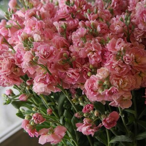 May include: A bouquet of pink stock flowers with green stems. The flowers are in full bloom and have a delicate, ruffled appearance.