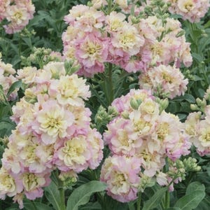 20 Rainbow Quartet Stock Seeds