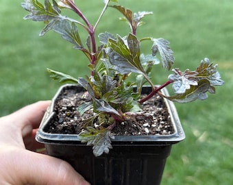 Verbena Bampton - Live Plant