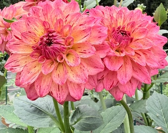 Van Isle Salish Sunset Dahlia Tuber