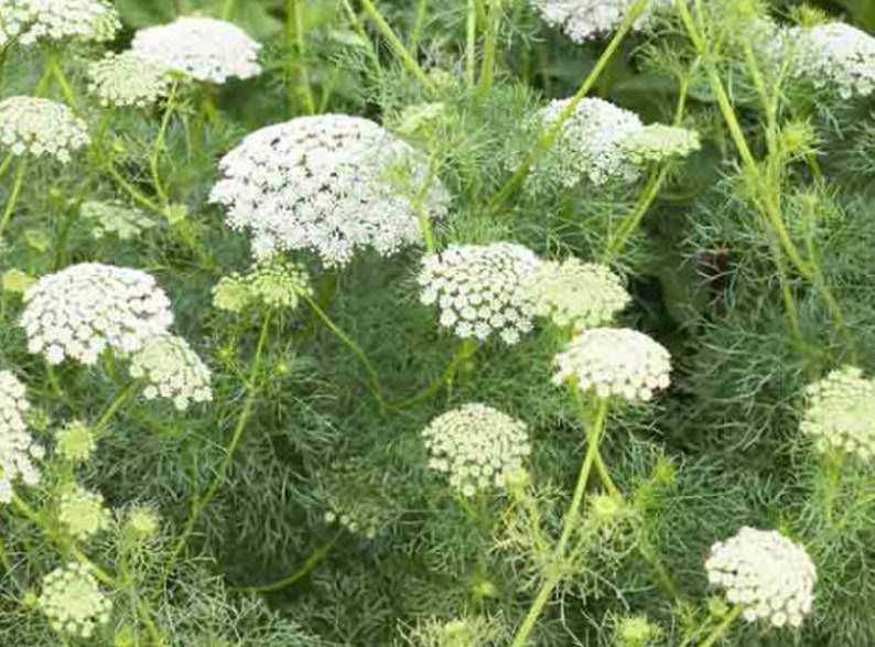 50 White Dill Ammi Seeds | Etsy