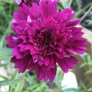 May include: Close-up of a vibrant, deep magenta flower with layered petals. The flower's center reveals a hint of green, surrounded by lush green foliage. A water droplet glistens on one petal, adding a touch of freshness.