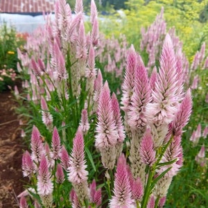 Flamingo Feather Celosia  50 Seeds