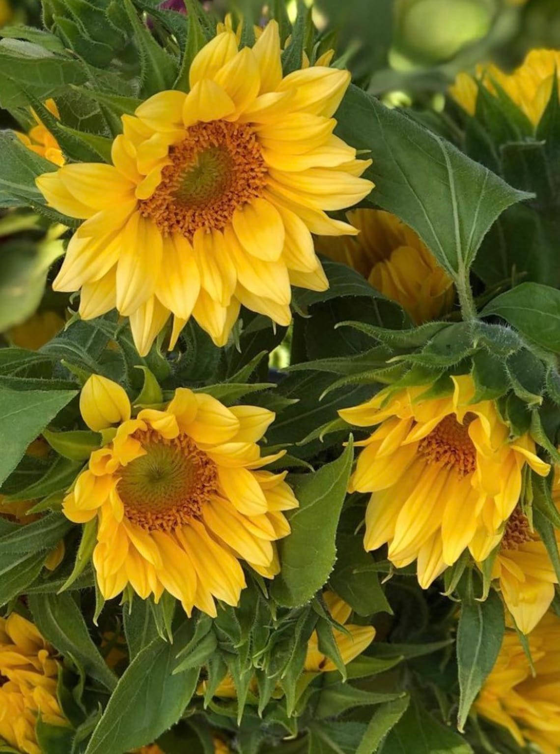 25-peach-passion-sunflower-seeds-etsy