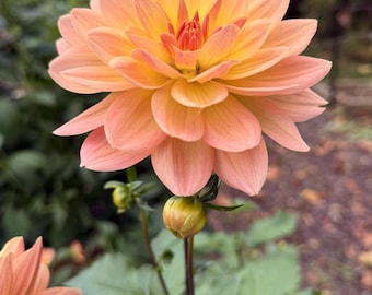 Summer’s End Dahlia - RUNT Tuber