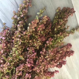 May include: A bunch of dried, reddish-brown foliage with small, round leaves. The foliage is arranged in a loose, natural cluster.