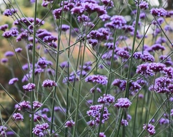 150 Verbena Bonariensis Seeds | Purpletop Vervain / Tall Verbena