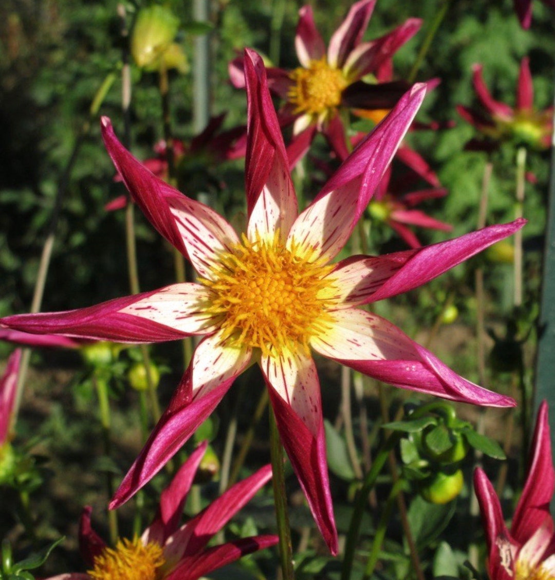 mardi gras blend dahlia