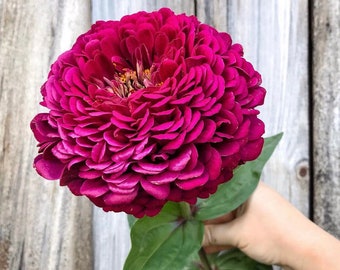 Tudor Zinnia 25 Seeds