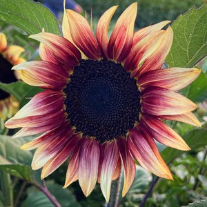 May include: A close-up of a sunflower with deep red and yellow petals. The center of the flower is dark brown and has a textured appearance.
