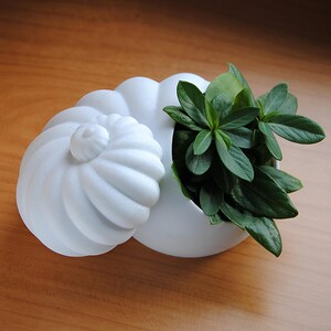May include: A white, ceramic, seashell-shaped planter with a spiral lid, partially open to reveal green leafy plants inside. The planter sits on a wooden surface, showcasing the contrast between the smooth ceramic and the natural wood grain.