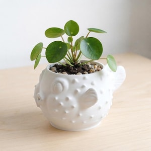 Puede incluir: Una maceta de cer&aacute;mica blanca con forma de pez globo y superficie texturizada con protuberancias. La maceta contiene una peque&ntilde;a planta verde Pilea peperomioides de hojas redondas, plantada en tierra oscura cubierta con peque&ntilde;as piedras decorativas.