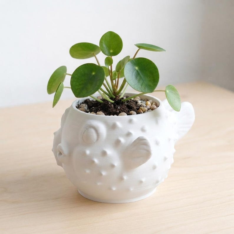 Puede incluir: Una maceta de cer&aacute;mica blanca con forma de pez globo y superficie texturizada con protuberancias. La maceta contiene una peque&ntilde;a planta verde Pilea peperomioides de hojas redondas, plantada en tierra oscura cubierta con peque&ntilde;as piedras decorativas.