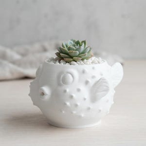 Puede incluir: Una maceta blanca mate con forma de pez globo que presenta una superficie texturizada con protuberancias, una boca peque&ntilde;a y aletas laterales. La maceta est&aacute; rellena de peque&ntilde;as piedras blancas y una suculenta verde en la parte superior.